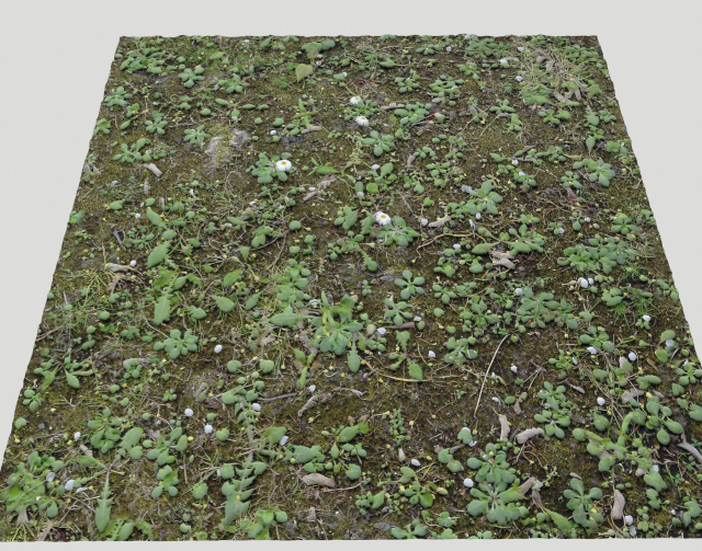 forest terrain pack 25 CG Textures .c4d .max .obj .3ds .fbx .stl .blend 