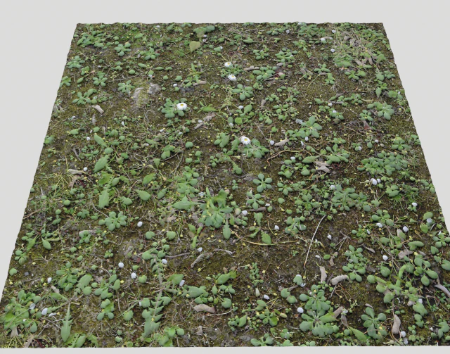 forest terrain pack 25 CG Textures .c4d .max .obj .3ds .fbx .stl .blend