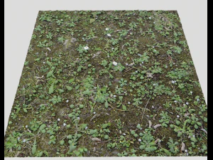 pacote de terreno florestal 25 Texturas CG