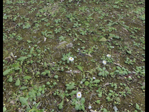 forest terrain pack 25 CG Textures