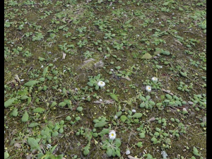 forest terrain pack 25 CG Textures