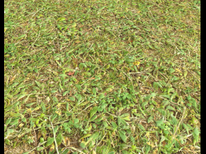 forest terrain pack 25 CG Textures
