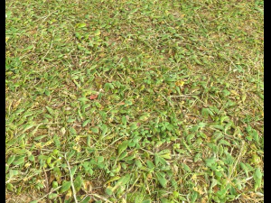 forest terrain pack 25 CG Textures
