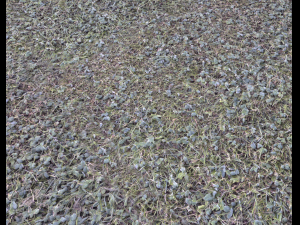 forest terrain pack 25 CG Textures