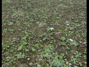 forest terrain pack 25 CG Textures