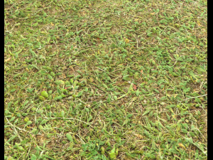 forest terrain pack 25 CG Textures