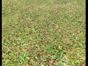 forest terrain pack 25 CG Textures