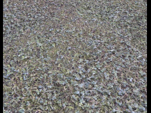 forest terrain pack 25 CG Textures