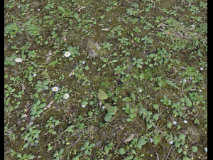 forest terrain pack 25 CG Textures