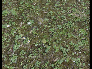 forest terrain pack 25 CG Textures