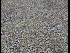 forest terrain pack 25 CG Textures