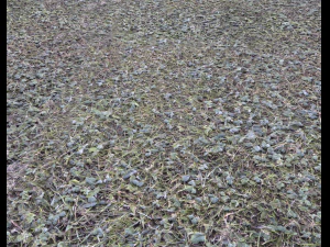 forest terrain pack 25 CG Textures