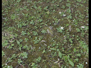 forest terrain pack 25 CG Textures