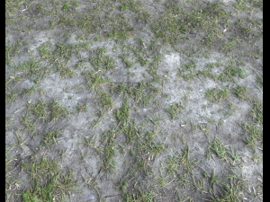 forest terrain pack 25 CG Textures