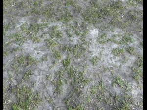 pacote de terreno florestal 25 Texturas CG