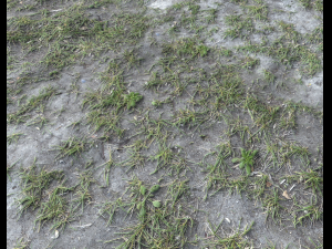 forest terrain pack 25 CG Textures