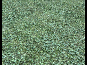 pacote de terreno florestal 25 Texturas CG