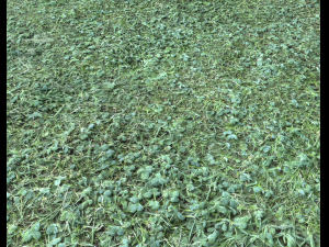 forest terrain pack 25 CG Textures