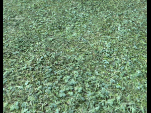 pacote de terreno florestal 25 Texturas CG
