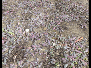 forest terrain pack 25 CG Textures