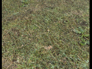 forest terrain pack 25 CG Textures