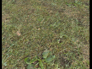 forest terrain pack 25 CG Textures