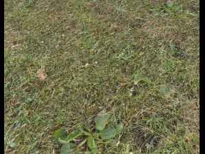 pacote de terreno florestal 25 Texturas CG