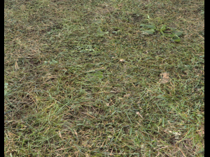forest terrain pack 25 CG Textures