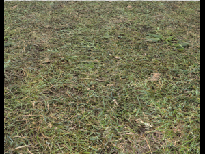 forest terrain pack 25 CG Textures