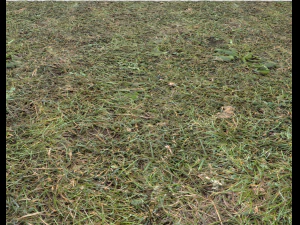 pacote de terreno florestal 25 Texturas CG