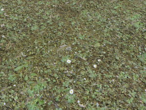 forest terrain pack 26 CG 纹理