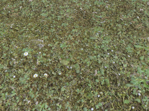 forest terrain pack 26 CG Tekstury