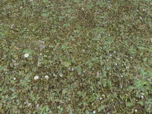 forest terrain pack 26 CG Textures