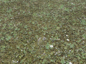 forest terrain pack 26 CG Tekstury