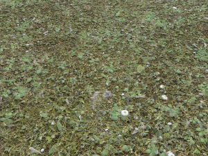forest terrain pack 26 CG Textures