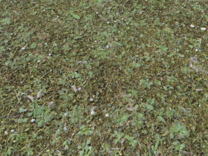 forest terrain pack 26 CG Tekstury