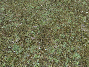 forest terrain pack 26 CG Textures