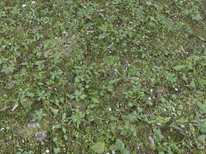 forest terrain pack 26 CG Textures