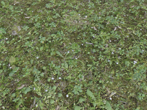 forest terrain pack 26 CG Tekstury
