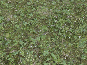forest terrain pack 26 CG Textures