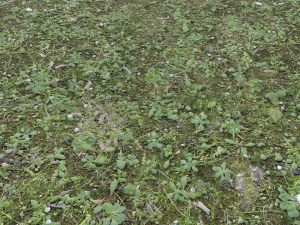forest terrain pack 26 CG Tekstury