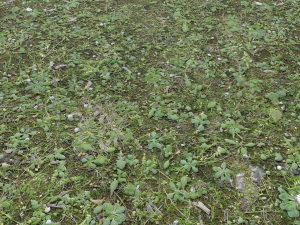 forest terrain pack 26 CG Textures