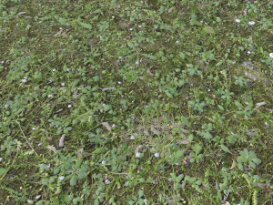 forest terrain pack 26 CG Tekstury