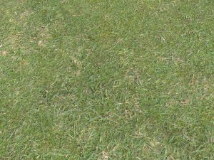forest terrain pack 26 CG Tekstury