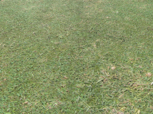forest terrain pack 26 CG Tekstury