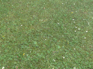 forest terrain pack 26 CG Textures