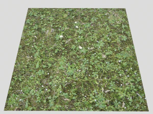 forest terrain pack 26 CG Textures