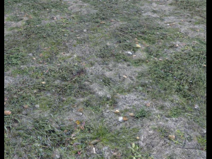 dark grass CG Textures