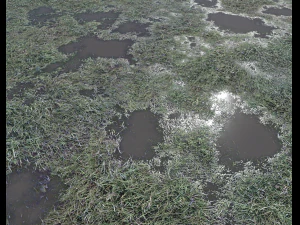 dark grass CG Textures