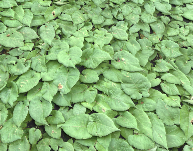 ground plants 1 CG Textures .c4d .max .obj .3ds .fbx .stl .blend 